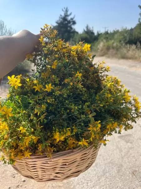 Kantaron Yağı 250 Ml